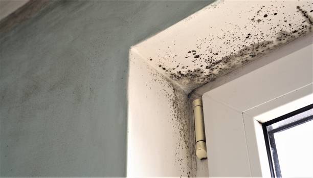 Mold Removal for HVAC Installations in Towaco, NJ