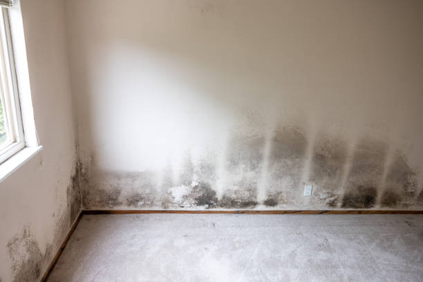 Best Crawl Space Mold Remediation  in Towaco, NJ